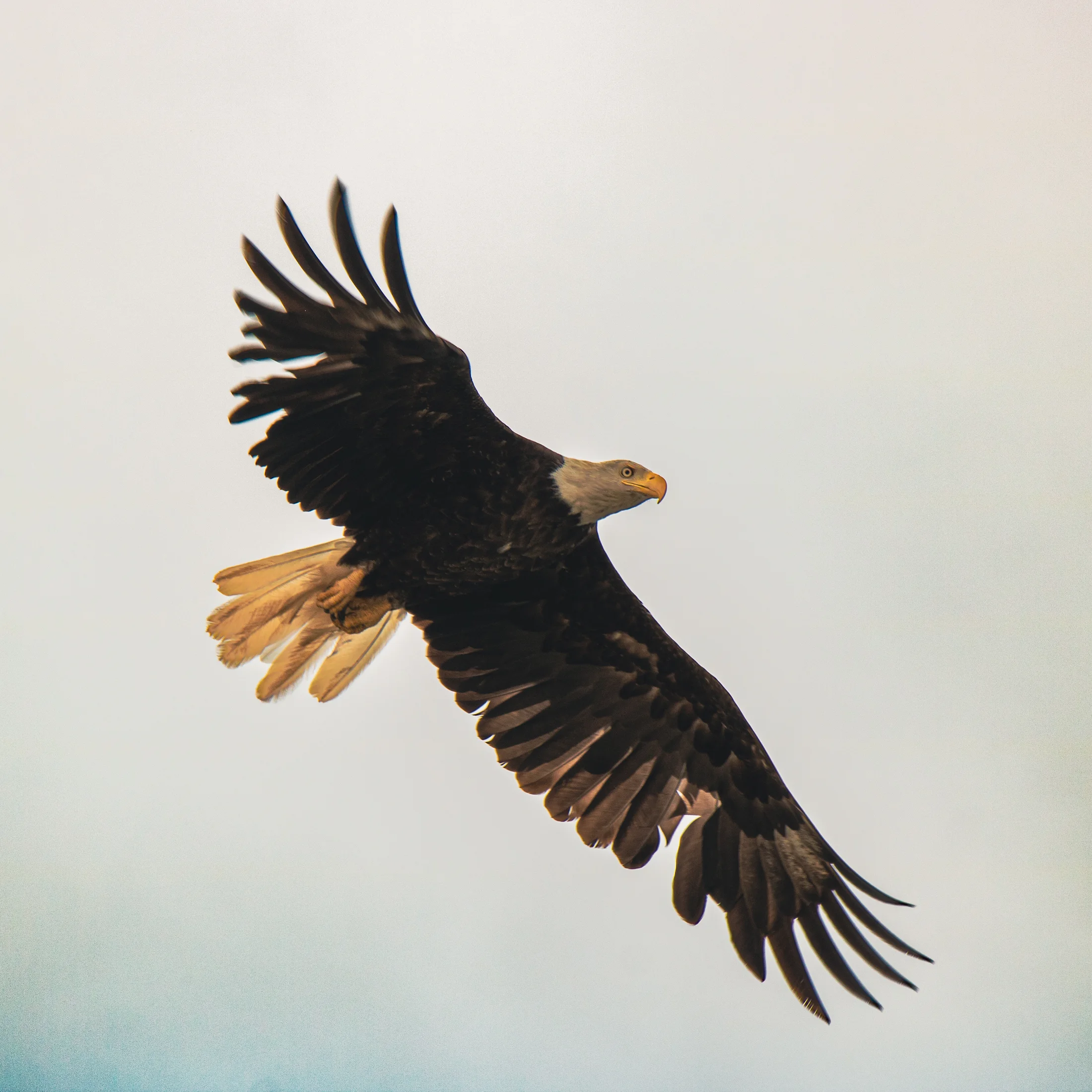 A bald eagle in flight with its wings spread and golden light along its feathers.