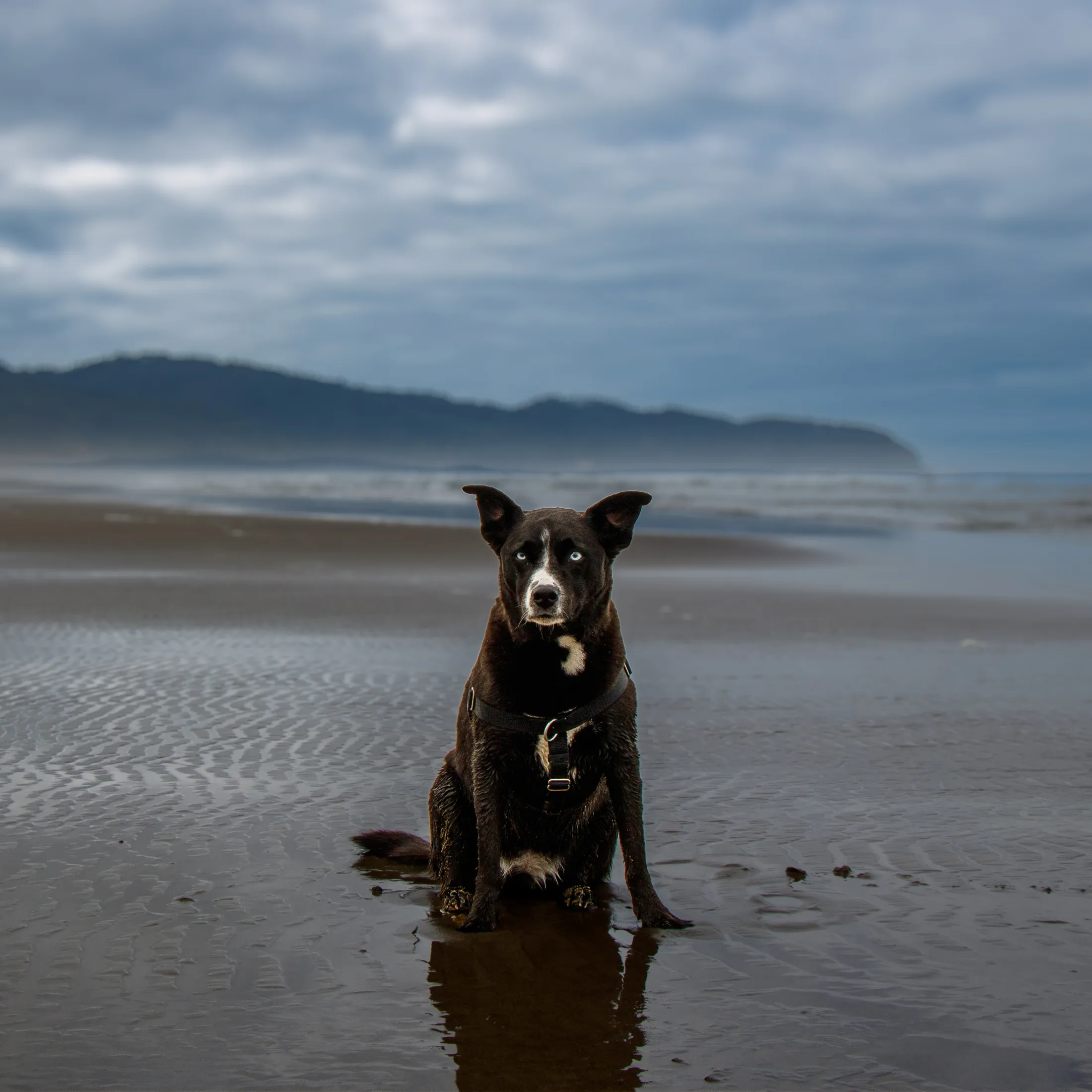 A black dog with pale blue eyes sitting on wet sand, with waves, low hills and clouds behind her.