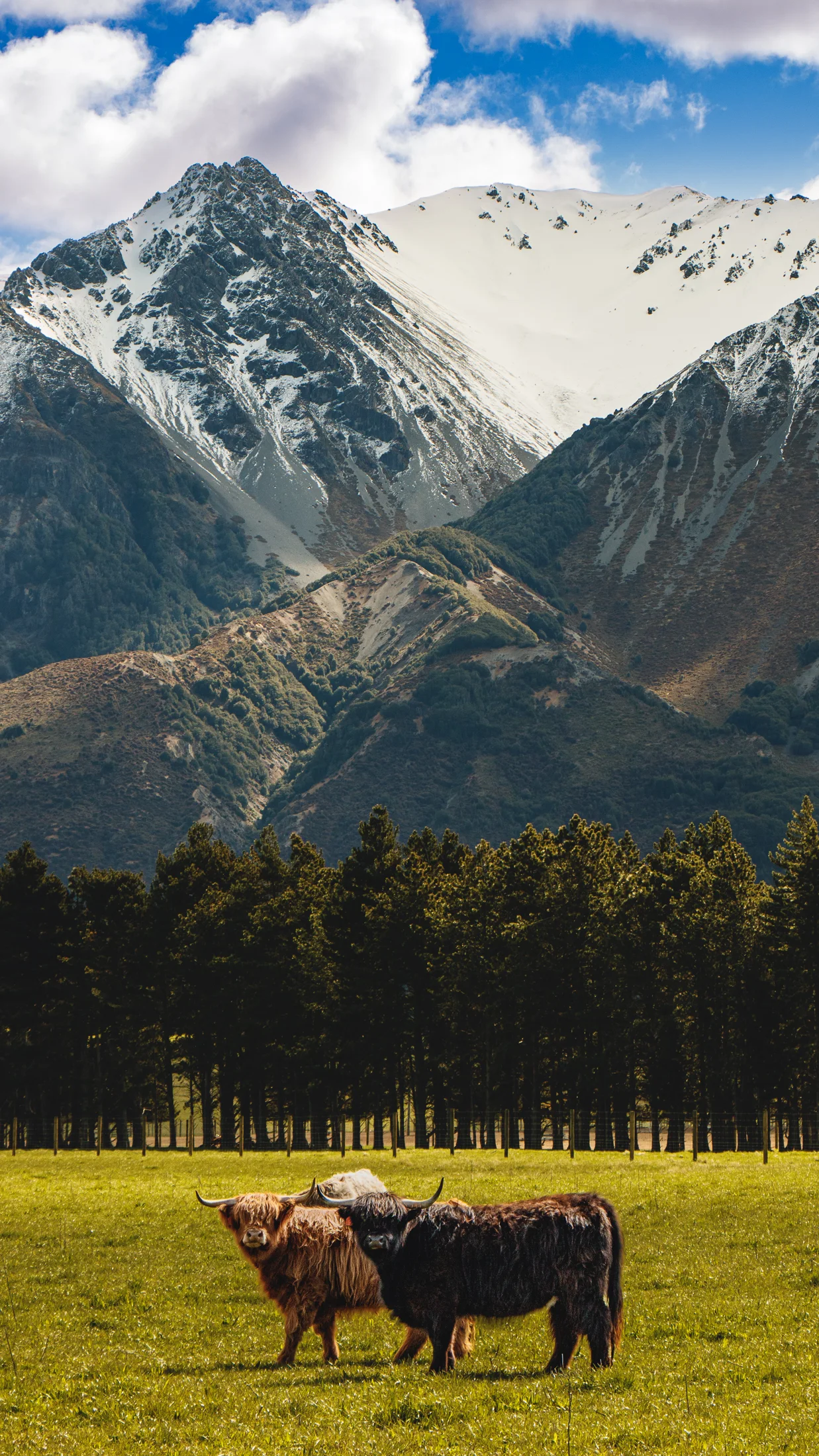 Two shaggy cattle in a bright green pasture with trees and snowy mountains behind them.
