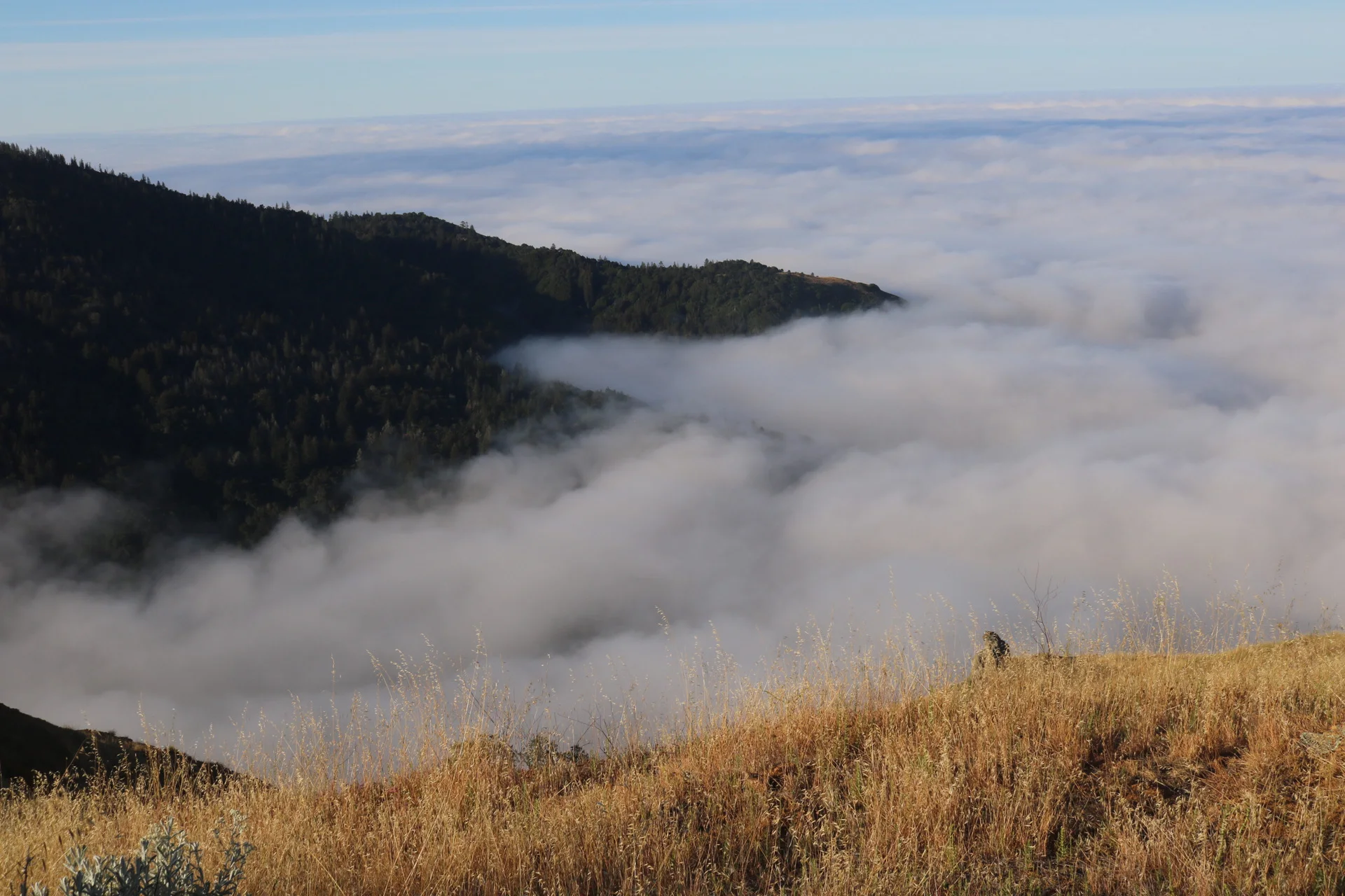 Golden grass on a ridge above a valley filled with low white clouds.